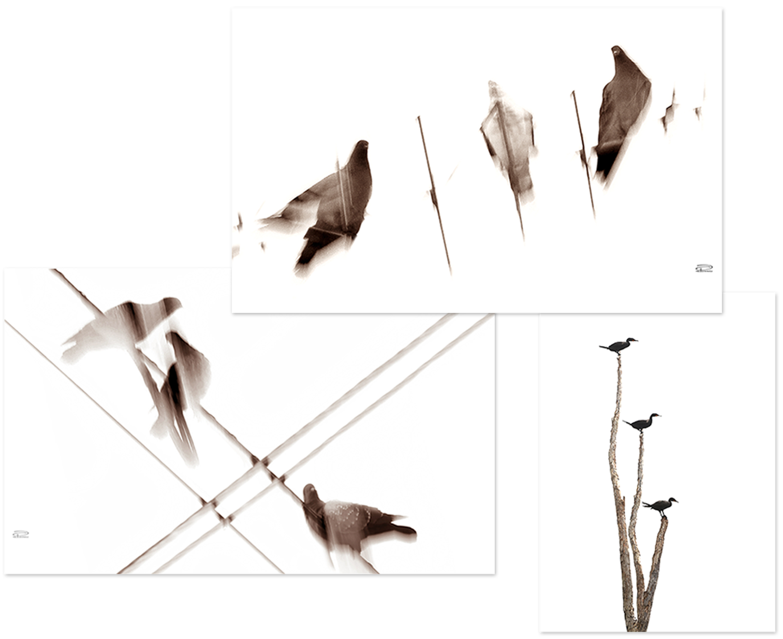 ZZZ PALOMAS QUIENES SOMOS